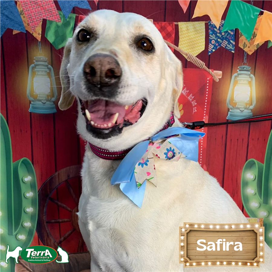 Bótons personalizados com tema Pets
